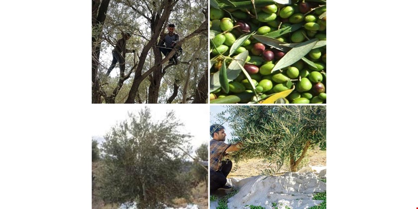 اصطلاحات زیتون و زیتونکاری رودبار 